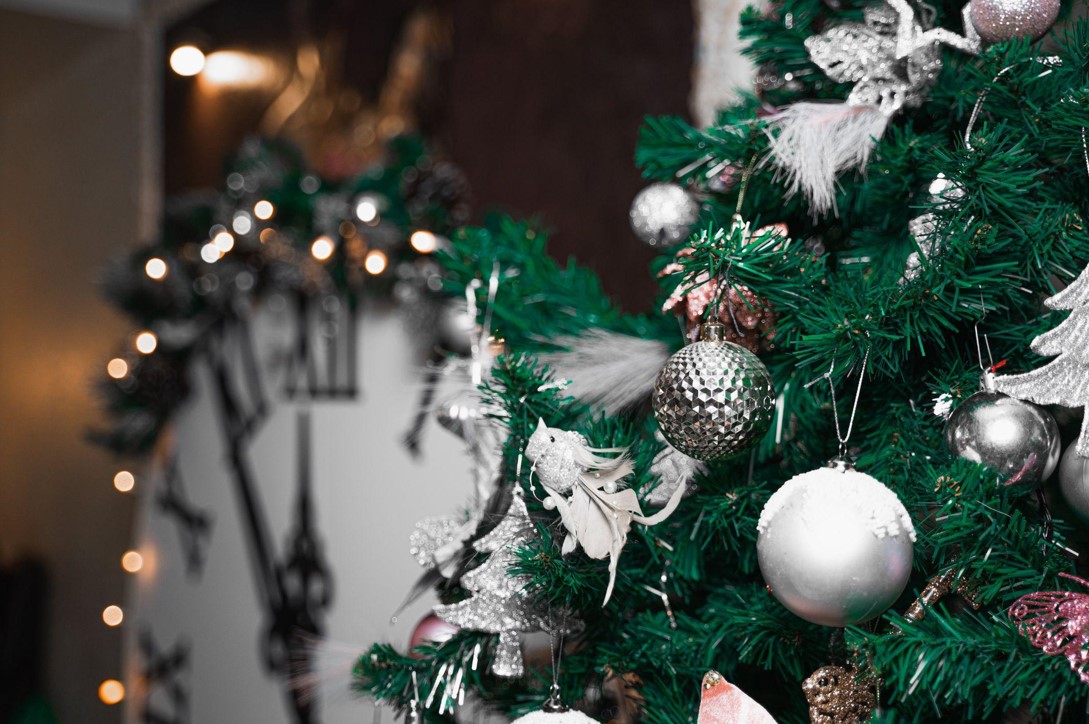 Discover the King of Christmas Trees